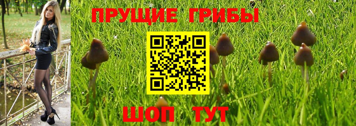 Псилоцибиновые грибы Psilocybe Россия